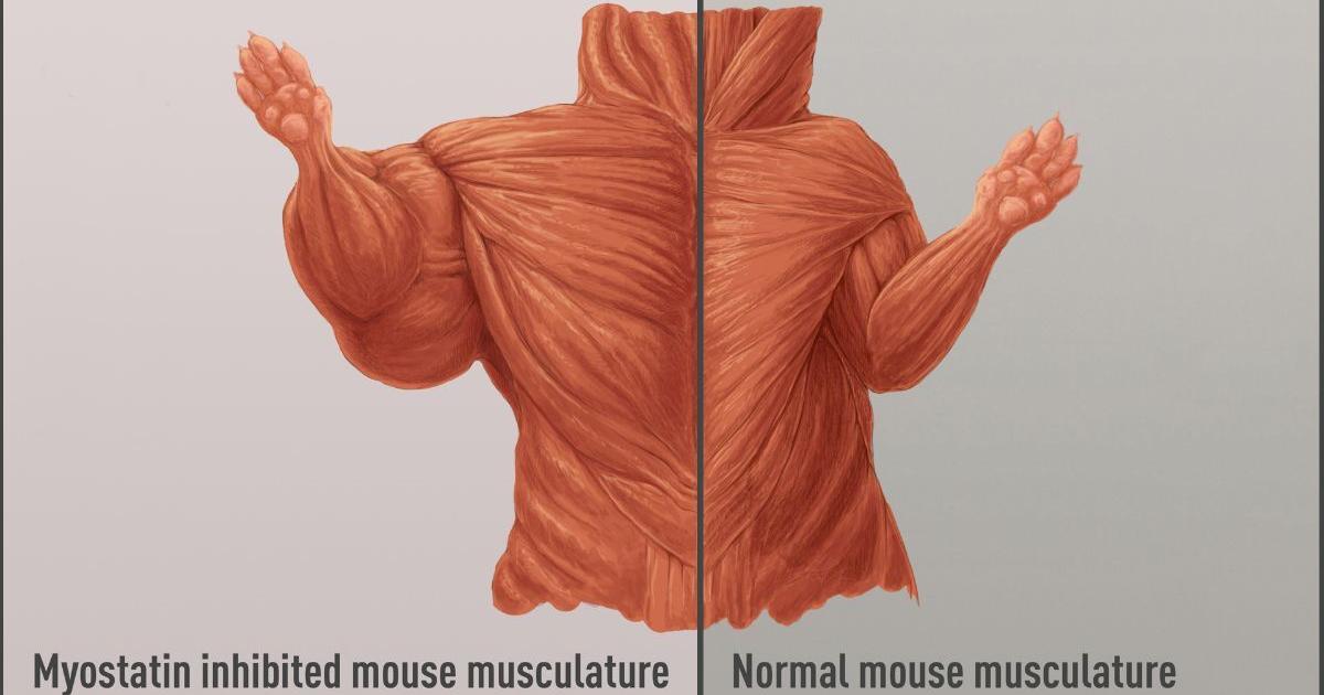 Strong Mice JAX ‘mighty mice’ go to space as part of muscle function study | News ...