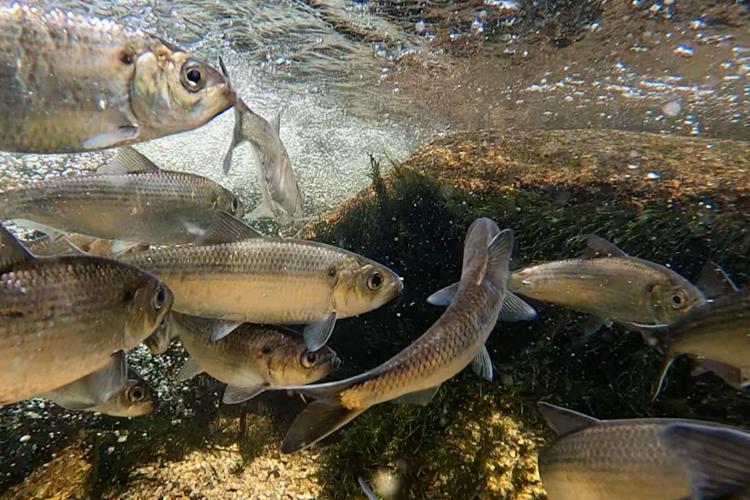 River Herring Network receives grant support News