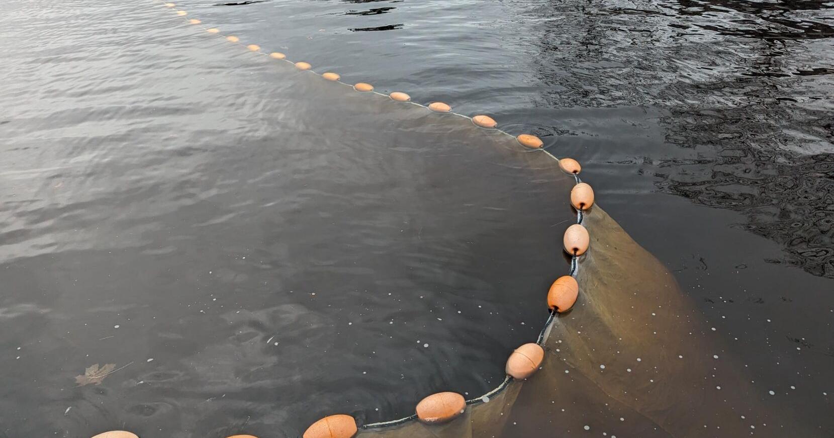 Slow opening for elver season - Vimarsana News