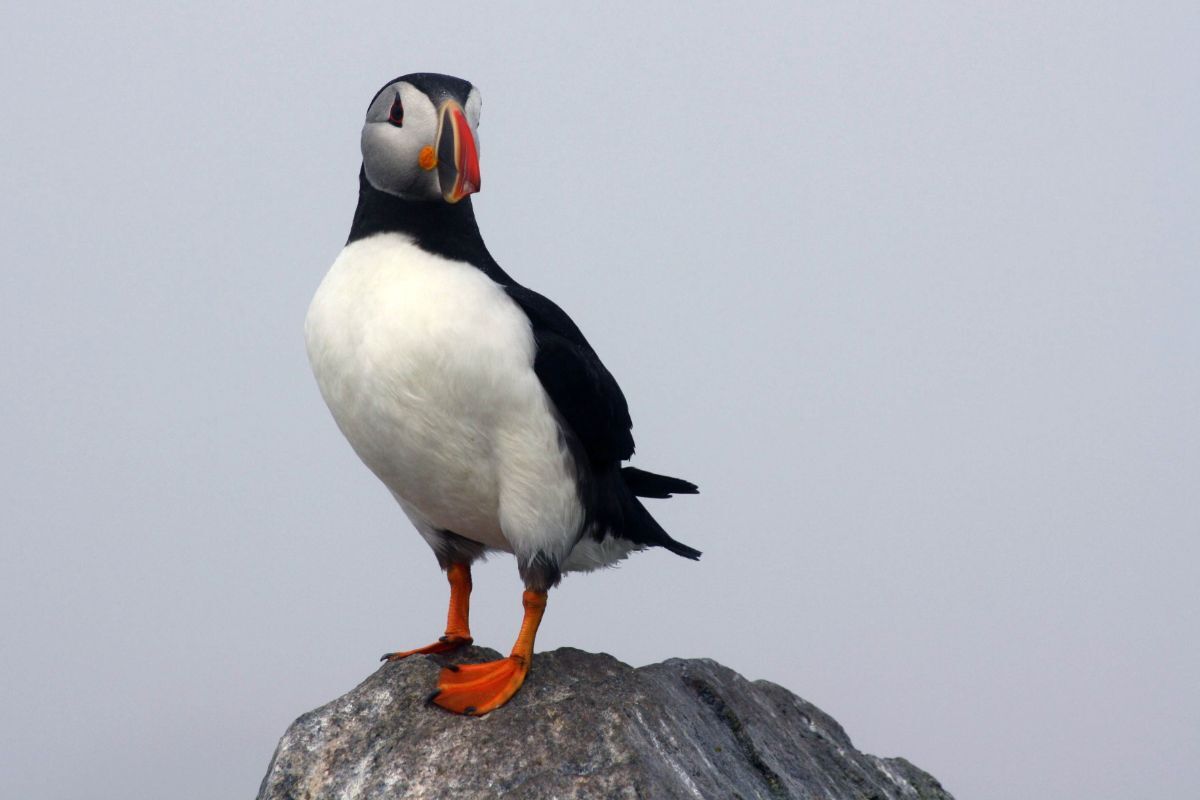 What Puffins Eat  Audubon Seabird Institute