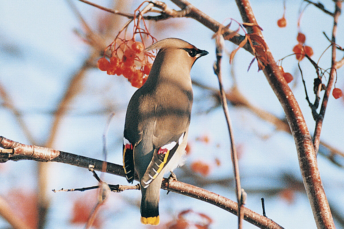 636027d6ec598.image.jpg?crop=