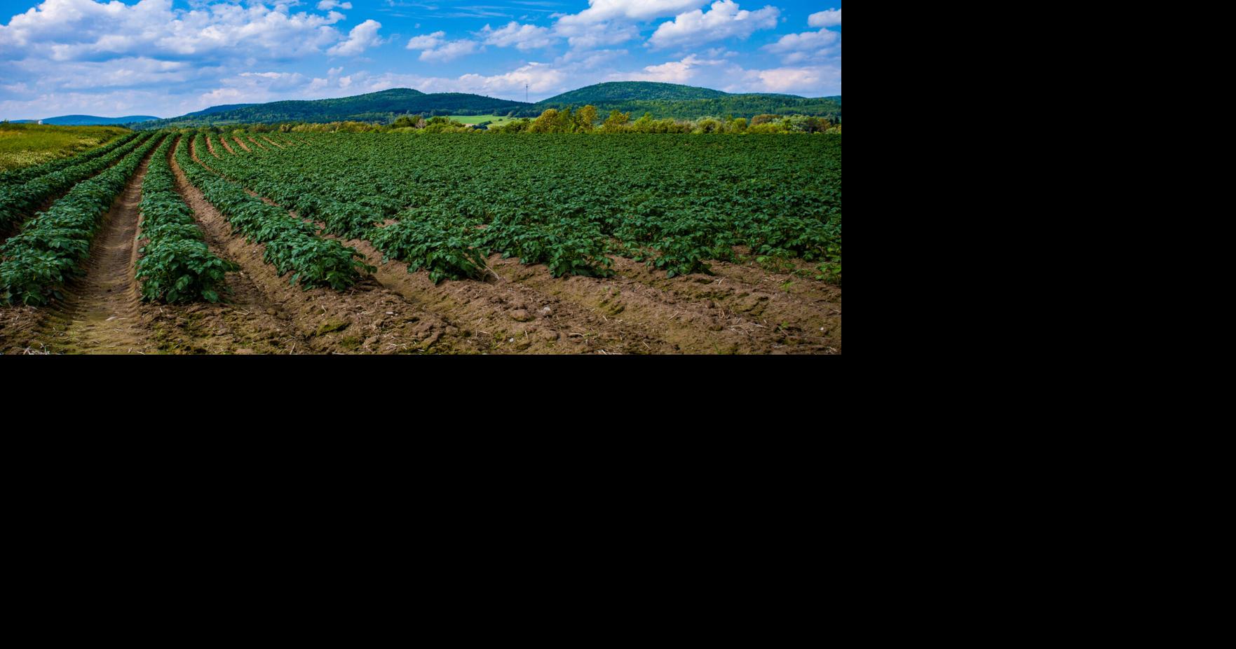 MOFGA opens agriculture scholarship process | Education | mdislander.com