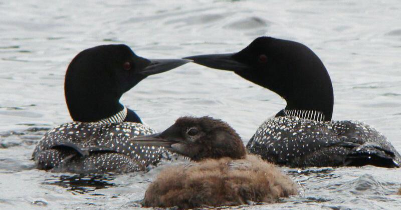 Gilley hosts Maine Loon Project program | Entertainment | mdislander.com