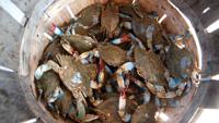 Blue crab population increasing in Gulf of Maine