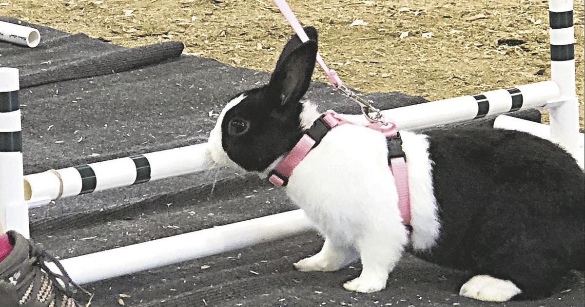 Rabbit Contest Making Rabbit Rabbits hop away with one of the most intense fair contests | News ...