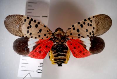 Officials Say Spotted Lanternfly Jeopardizes Pennsylvania Agricultural Products News Meadvilletribune Com