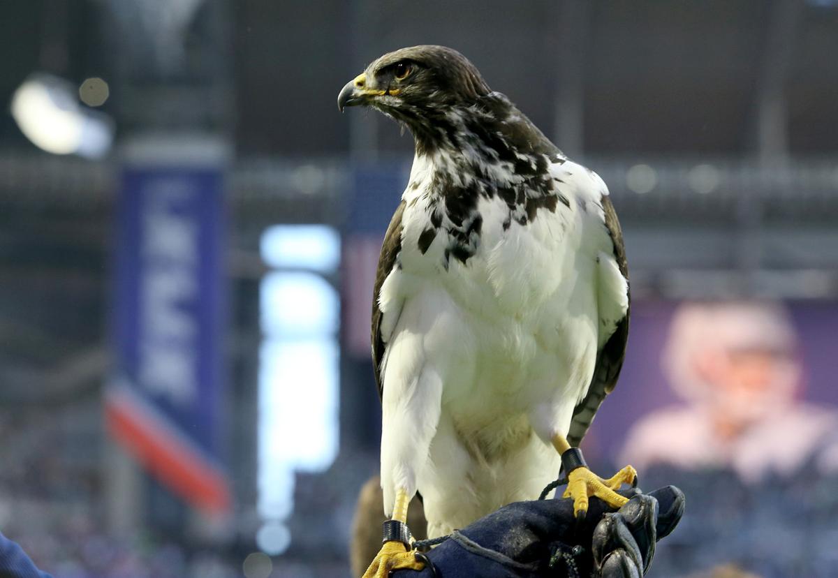 Taima the Hawk: Everything You Need to Know About Seahawks