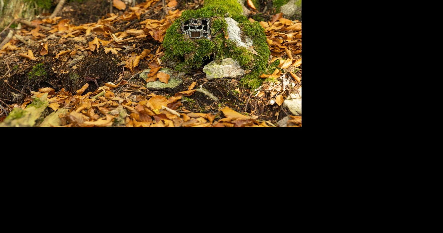 Wildlife webcams take us into nests, dens and places we couldn't ...
