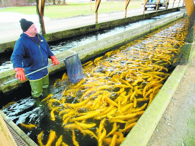Seeing is believing at the Corry trout hatchery, Local News