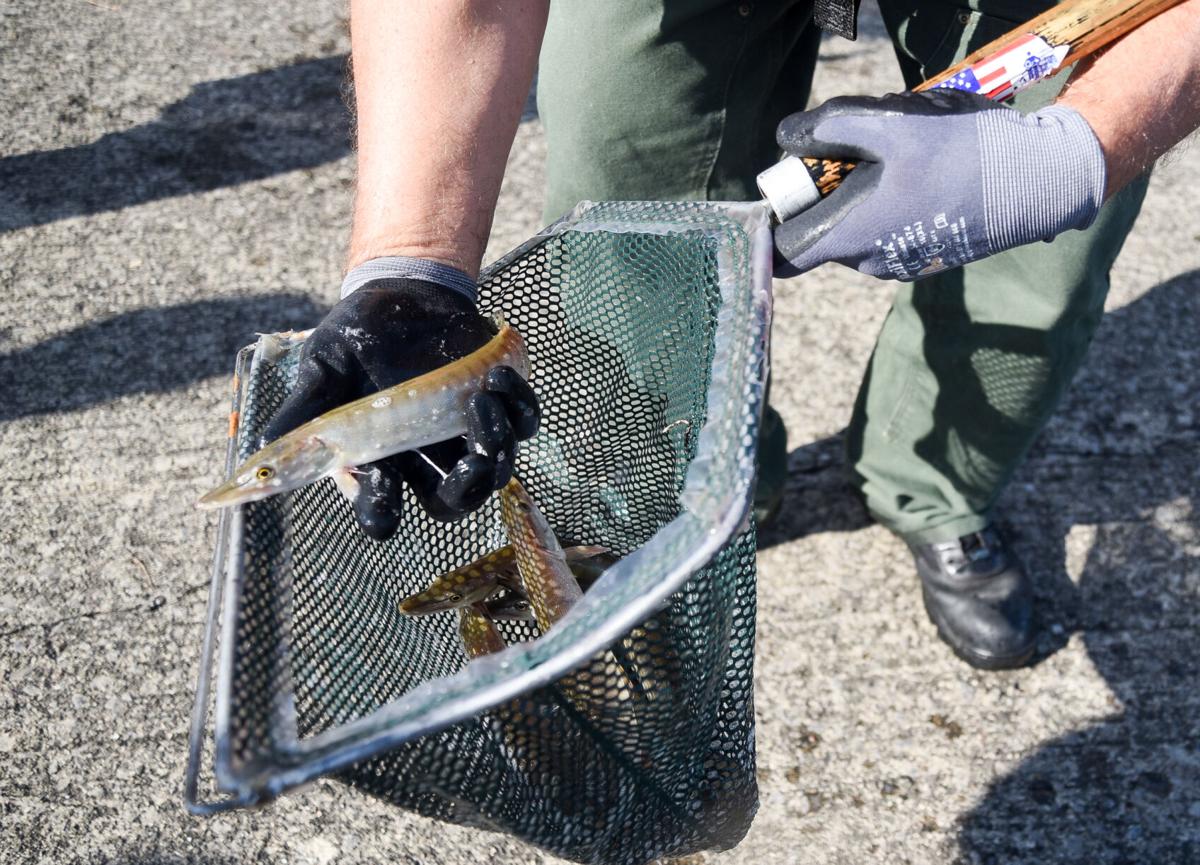 Fish Stocking At Woodcock Creek Lake