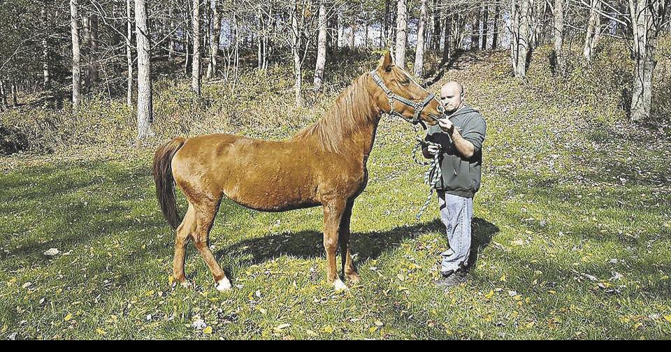Rescued horses thriving after care by Cochranton farm Local News