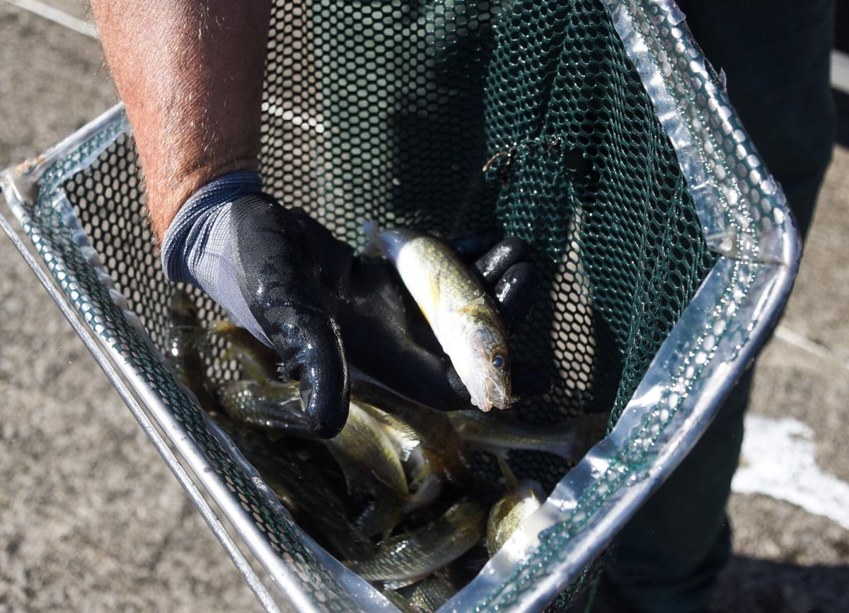 Fish Stocking At Woodcock Creek Lake