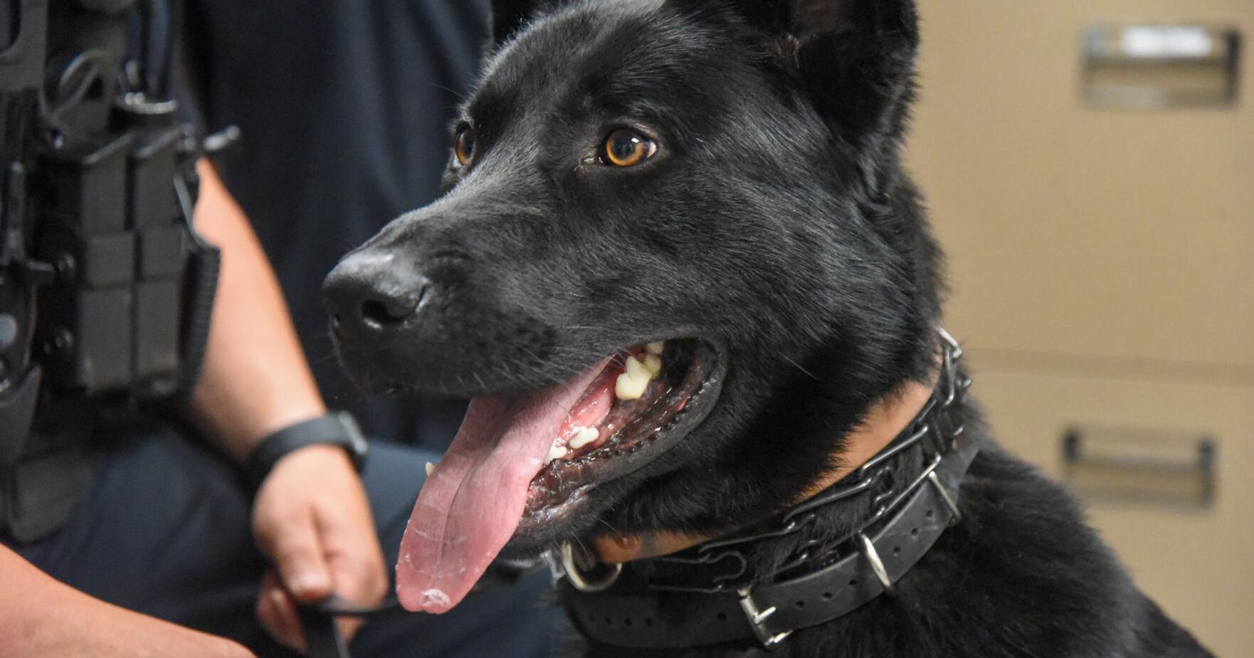 Officer good boy: New K-9 joins Meadville Police Department - Vimarsana News