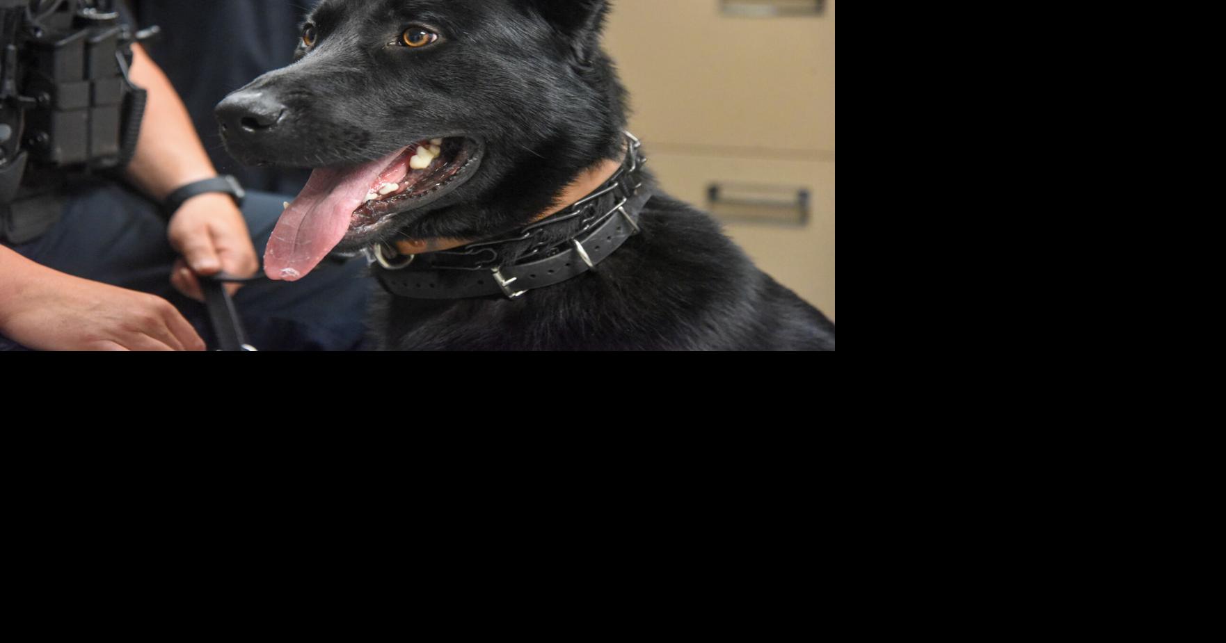 Officer good boy New K9 joins Meadville Police Department News