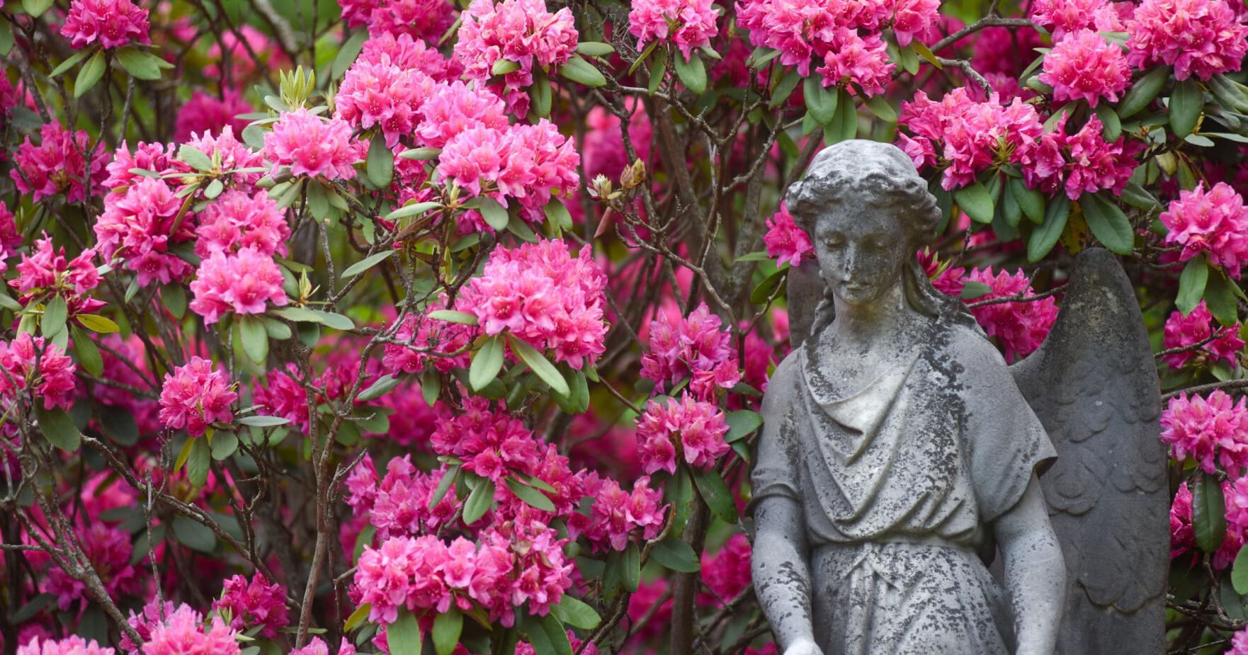 Greendale Cemetery approaches totality for rhododendrons - Vimarsana News