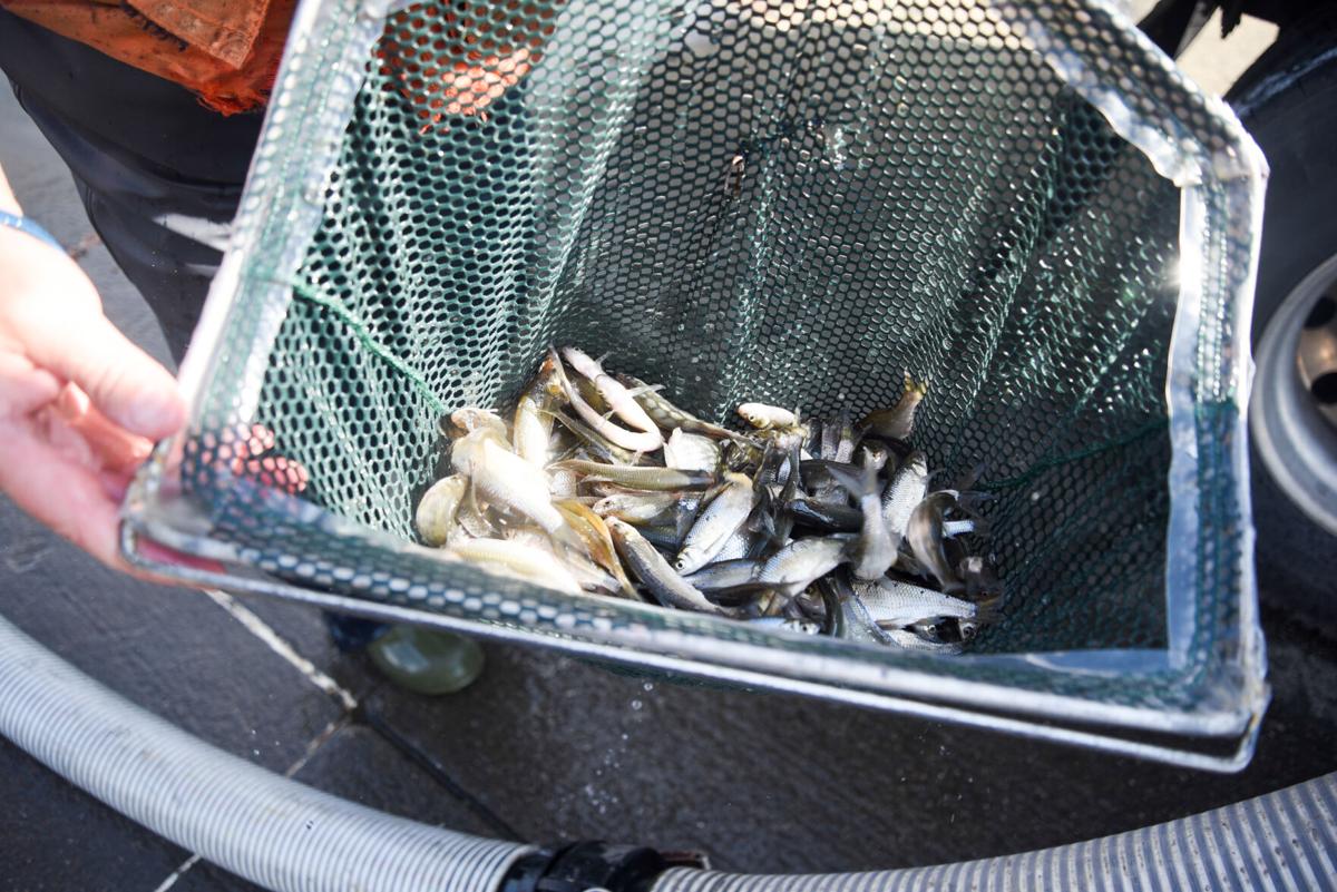 Fish Stocking At Woodcock Creek Lake