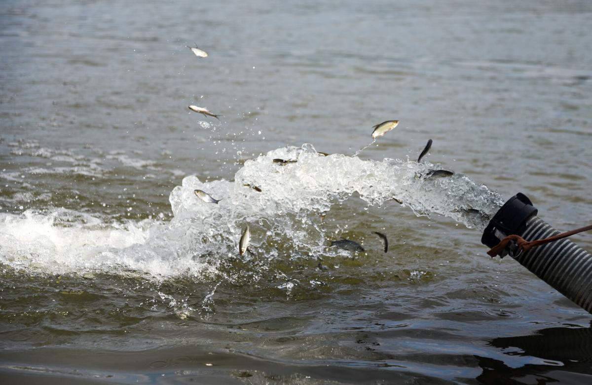 Fish Stocking At Woodcock Creek Lake