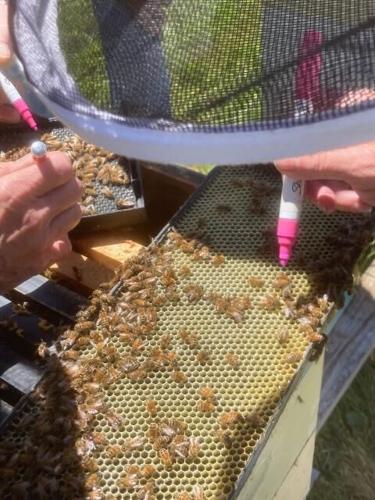 Beekeepers meet at Ernst Conservation Seeds | News 