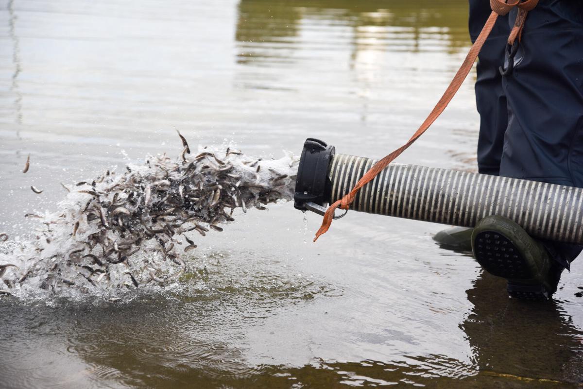 Fish Stocking At Woodcock Creek Lake