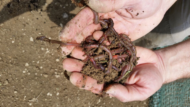 First time fishing- went to a shop and they gave us these worms