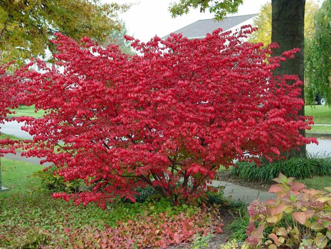 Another popular landscape shrub is headed for Pennsylvania's ...
