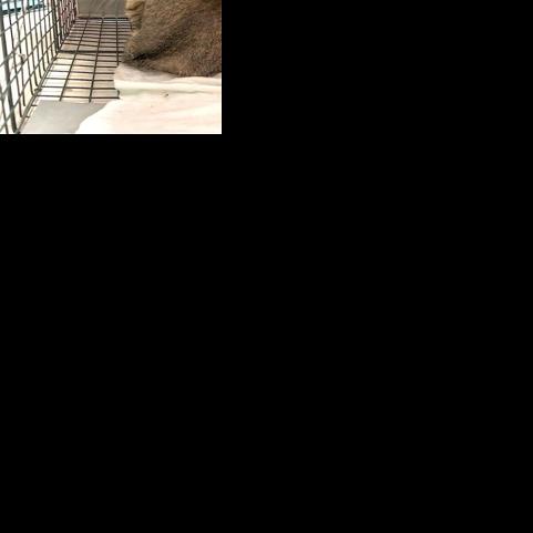 Area woman saves cats, Tails of Hope offers assistance | News