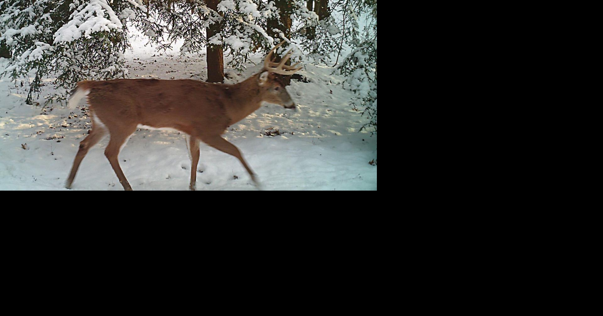 Helpful hints to make opening day of deer season a success Local News