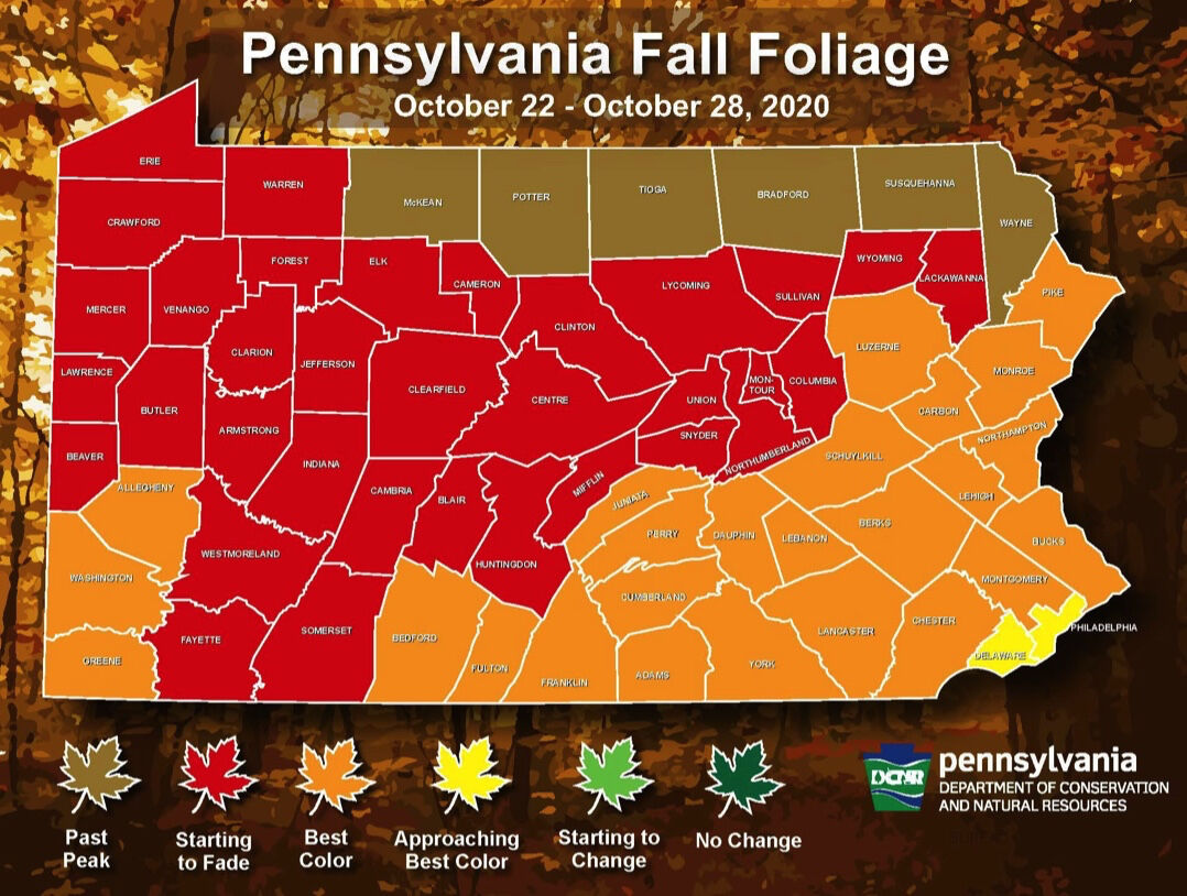 2017 fall leaf guide