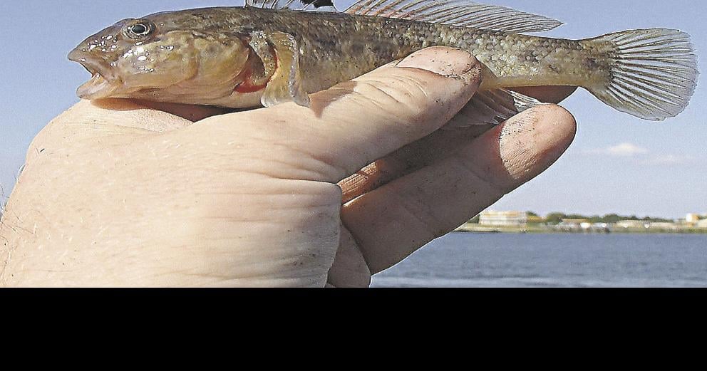 Erie County round goby population can be 'nuisance' but remains stable