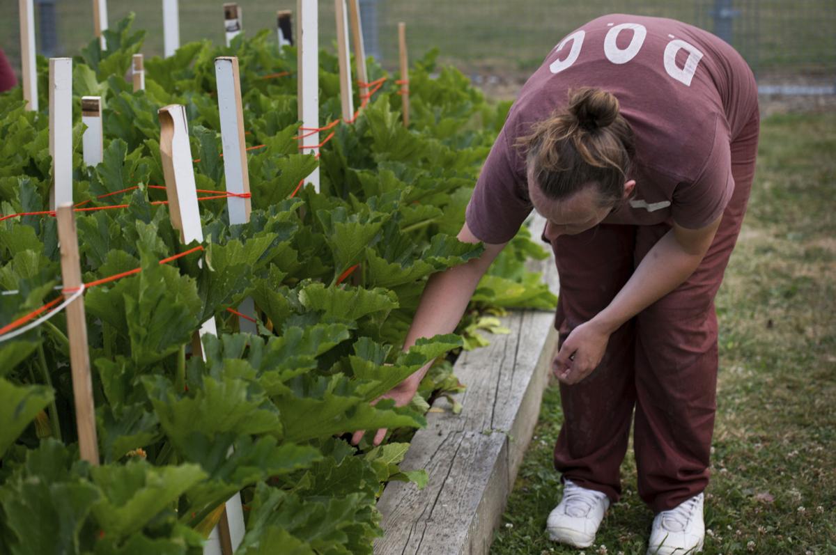 Prison garden gives inmates an outlet Local News