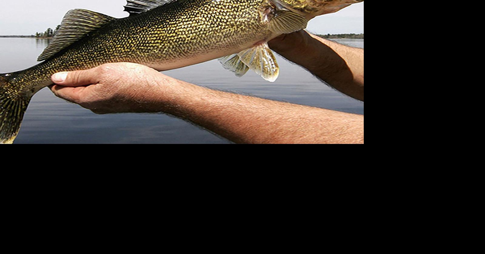 No longer a gray area: This study confirms walleye prefer certain colors, News