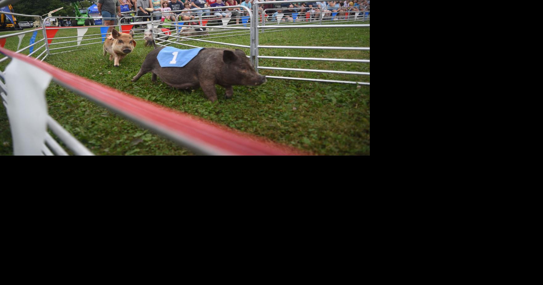 Pig racing proves popular at fair | News | meadvilletribune.com