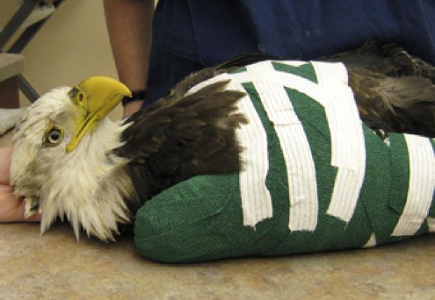 Bald Eagle Respiratory System