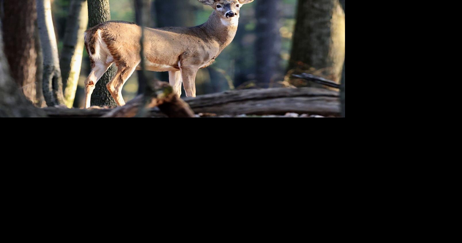 Drivers urged to beware of deer | News | meadvilletribune.com