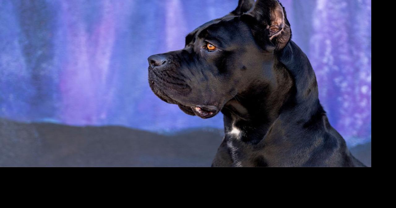 These Are The Top Dogs in North Carolina Lifestyle