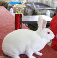 White Mini Rabbit is Victorious at Medina County Fair