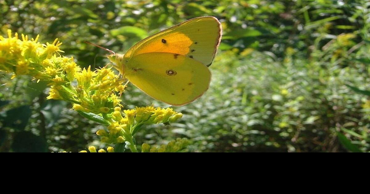 WEDNESDAY MAY 29 ‑ Wildlife Walk Event ‑ Letha House Park West