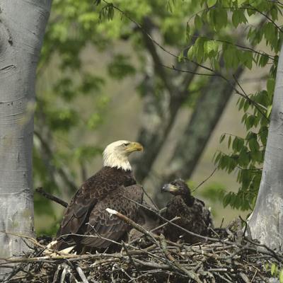 Ohio S Bald Eagle Nesting Season Underway Birds Medinacountylife Com