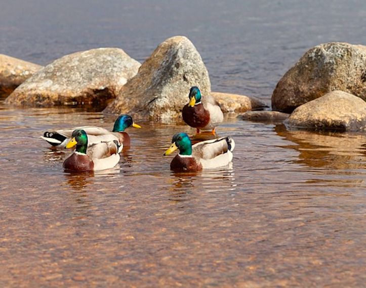 LAFAYETTE Upcoming Event Waterfowl Migration Chippewa Inlet Trail