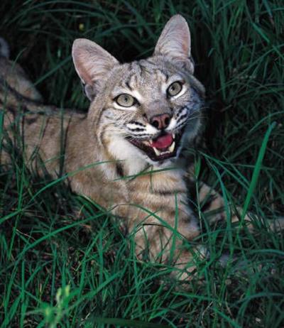Wildlife Biologists Verify More Than 100 Bobcat Sightings In Ohio