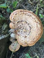 Fall Mushroom Bounty