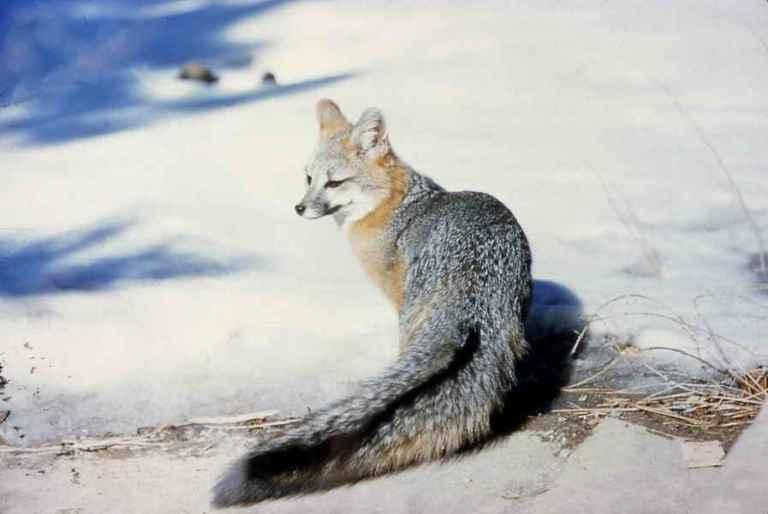 Native Spotlight: Gray Fox | Communities | medinacountylife.com