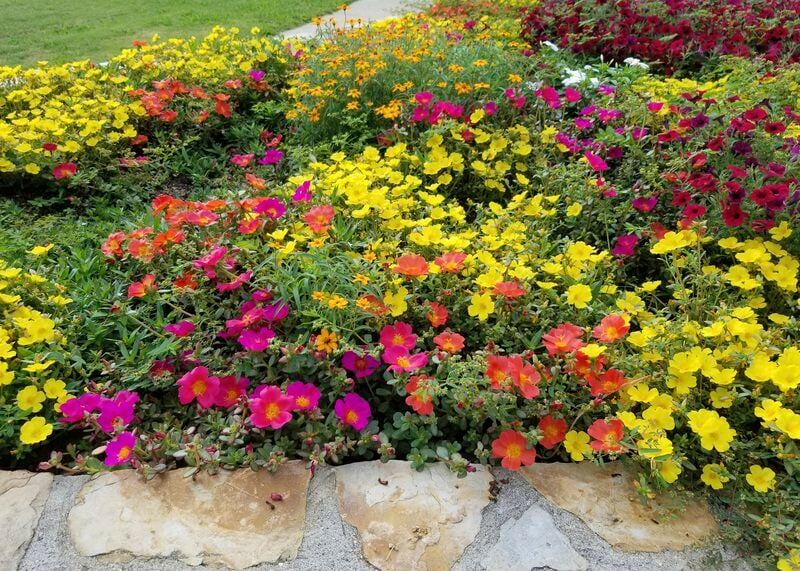 Make room for portulaca in your 2022 landscape