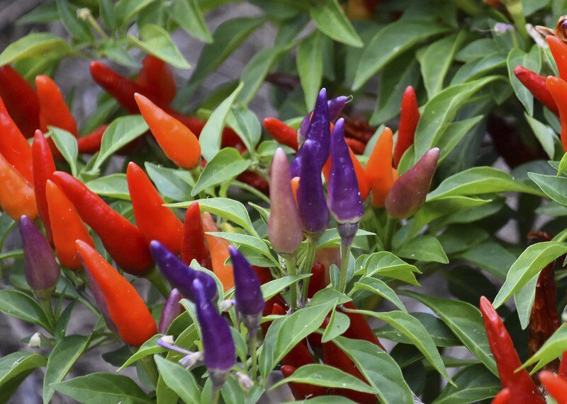 Ornamental peppers have use as holiday decoration