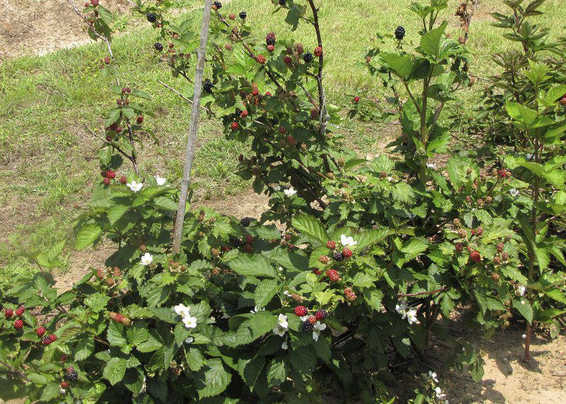 Southern Gardening Choose Excellent Sweetie Pie Blackberry For