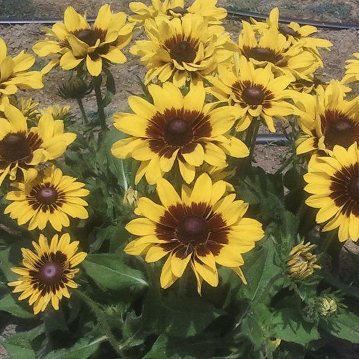 Southern Gardening Rudbeckia Are Great Flower Choices For Heat Lifestyles Meridianstar Com,Juniper Ground Cover Ideas