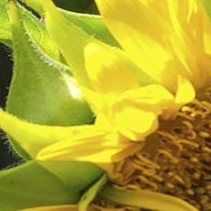 Sunflowers in September at Linder Farms in Meridian, Idaho