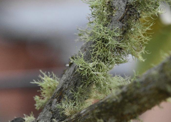 Autumn reveals lichen presence in landscape