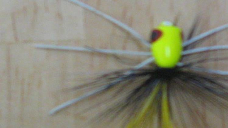 A favorite bream bug, lost and found, Outdoors