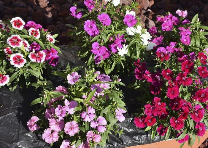 Use Telstar dianthus for cool-season color